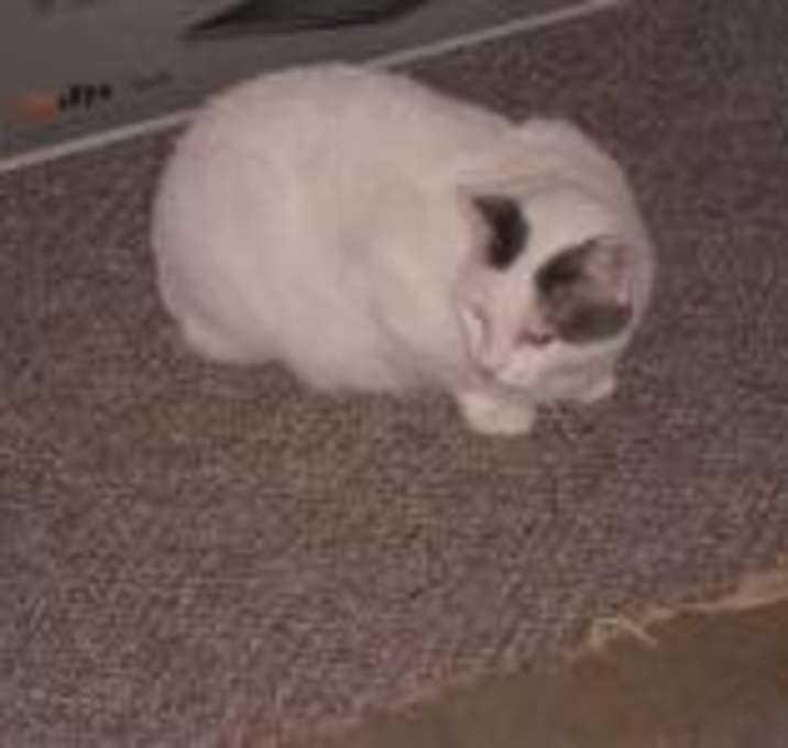 Photo of Kara "A Turkish Van Mix"