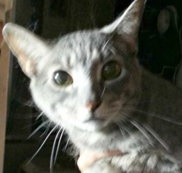 Photo of Tobey, Heidi and Ali need emergency Foster ASAP!!