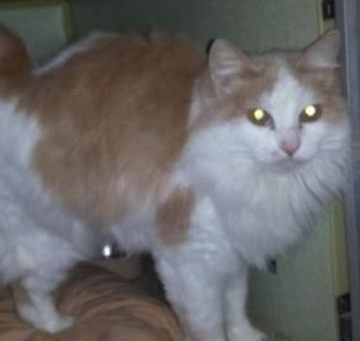 Photo of Twinkle Toes