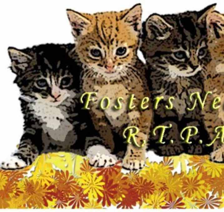Photo of WOULD YOU LIKE TO FOSTER CATS?