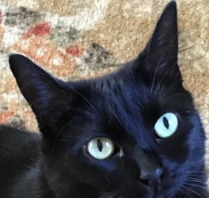 Photo of Diamond - 3 years in Foster Care