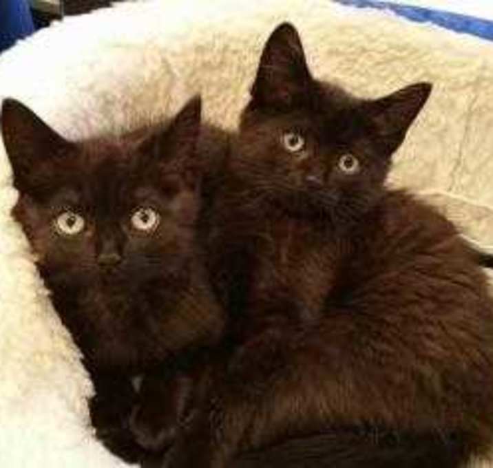 Photo of Olivia Liv 0515