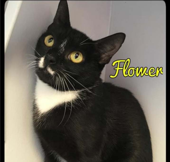 Photo of Flower - Foster (379) (313) / 2017