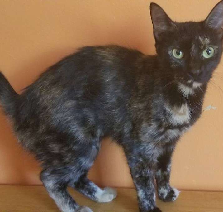 Photo of Catniss POM (TN)