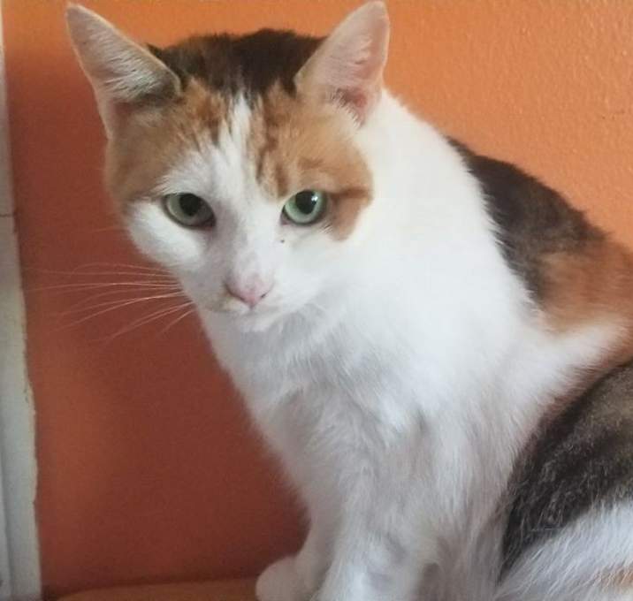 Photo of Penny and Eleven Bonded! (TN)