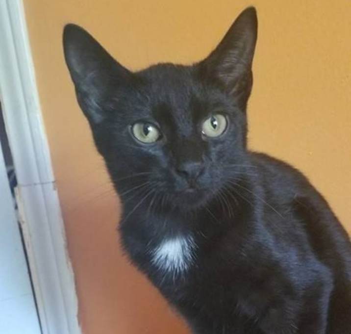 Photo of Frodo POM (TN)