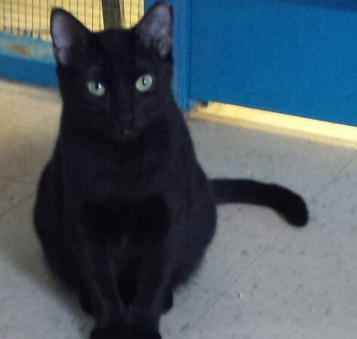 Photo of Evening Star