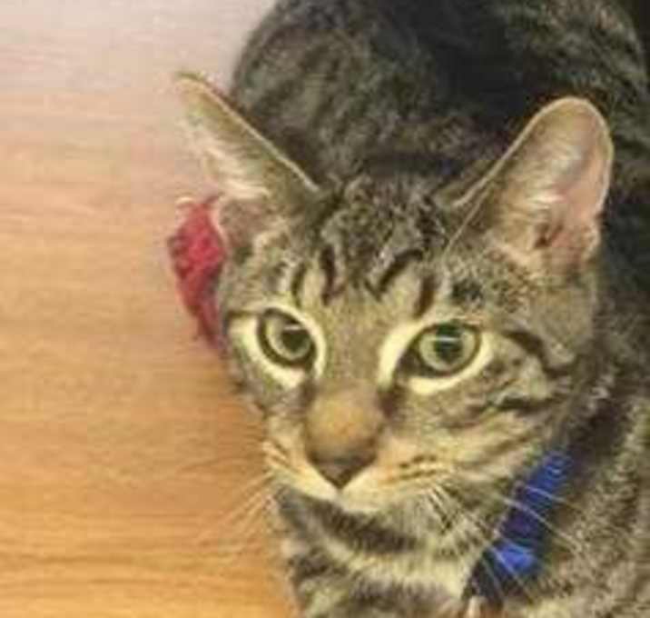 Photo of Fred Flintstone