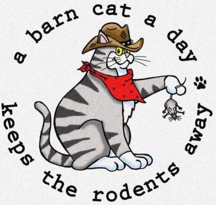 Photo of BARN CATS **FREE**