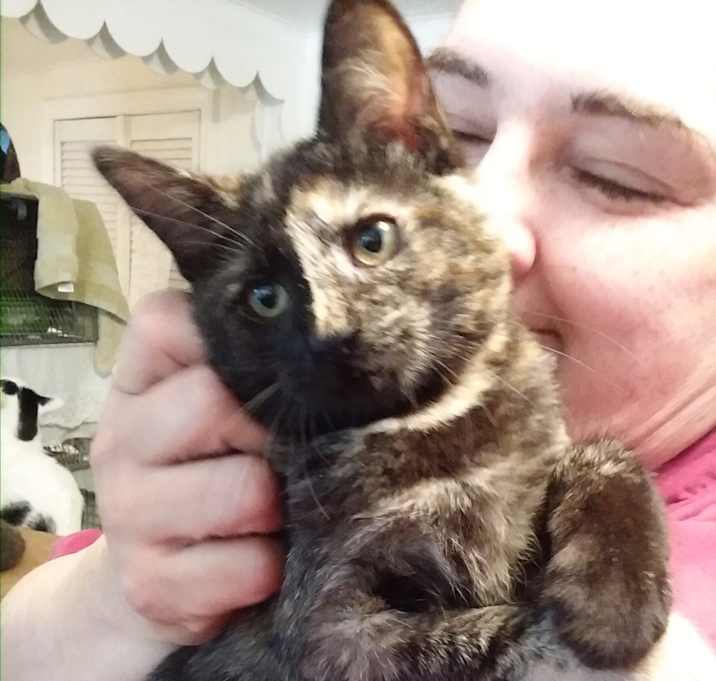 Photo of Ursula and Tortuga, bonded sis