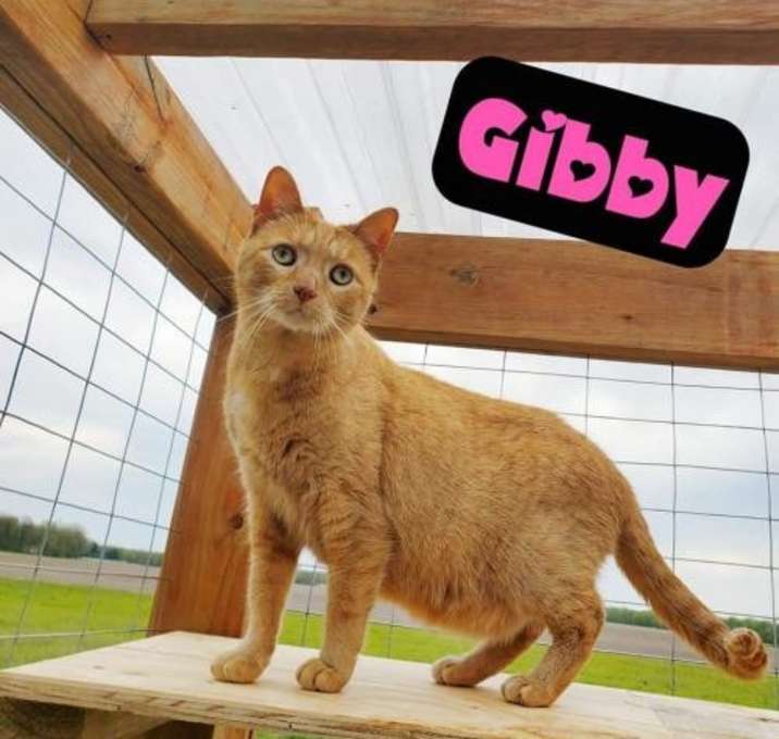 Photo of Gibbs NKA Gibby
