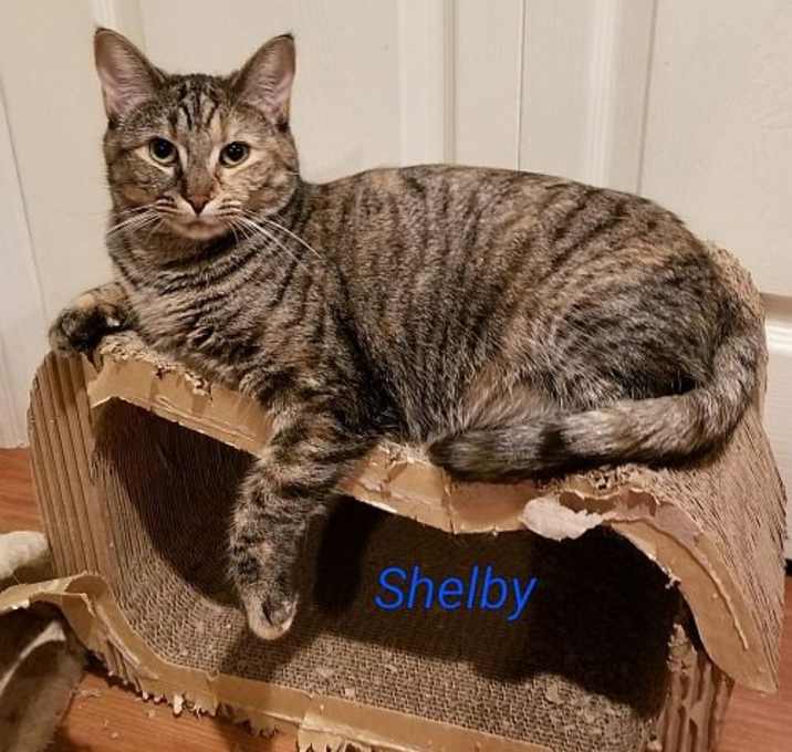 Photo of Shelby