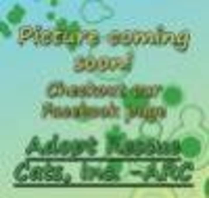 Photo of Siamese Cousins