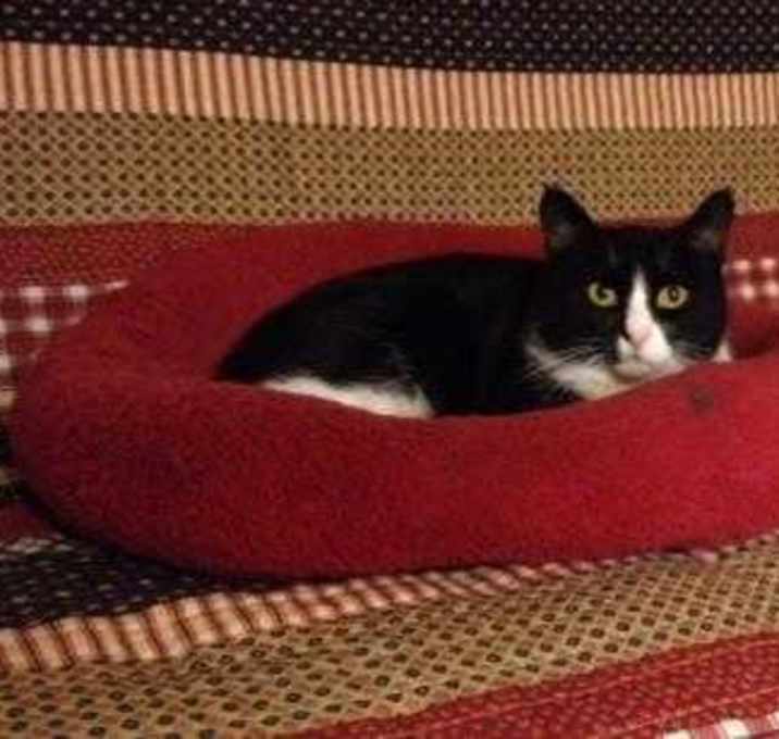 Photo of Doodles Weaver