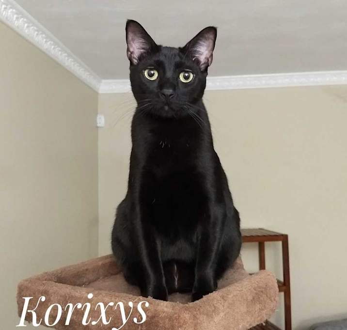 Photo of Korixys