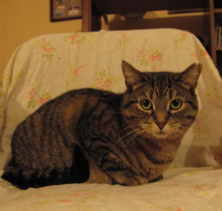 Photo of Sissy (Foster First)