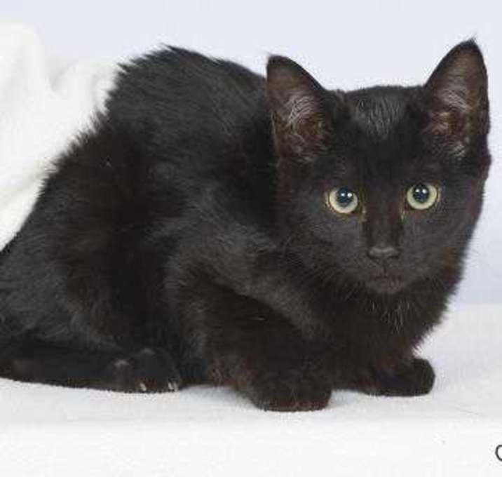 Photo of Ziggy (In Foster)