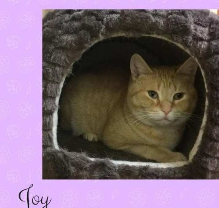 Photo of Joy