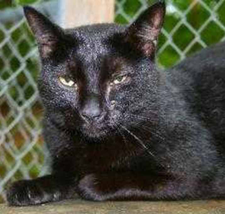 Photo of Michaelangelo