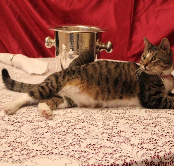 Photo of Kitkat and Mikey/ Bonded Pair