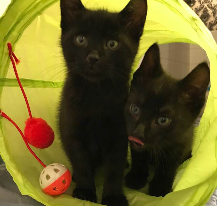 Photo of TeaParty Kitties Dolores&Ferga