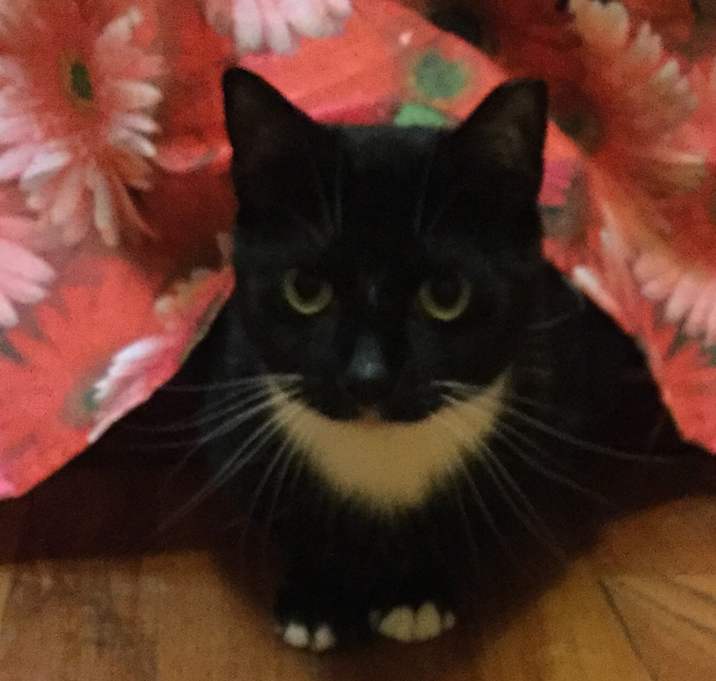 Photo of MILLIE- PLAYFUL CHARMER