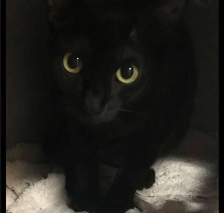 Photo of Phoebe - Foster (132) / 2018