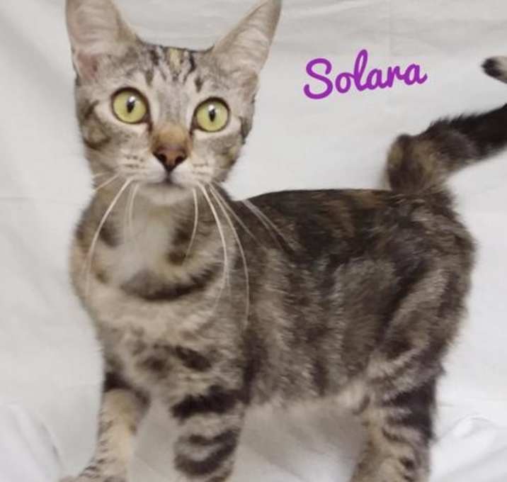 Photo of Solara