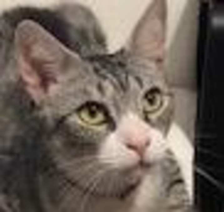 Photo of Aspen: Courtesy Post