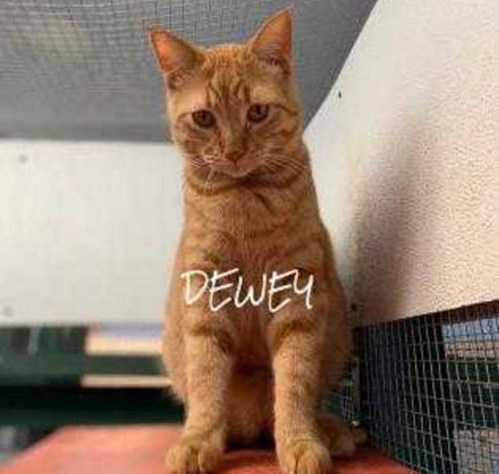 Photo of Dewey