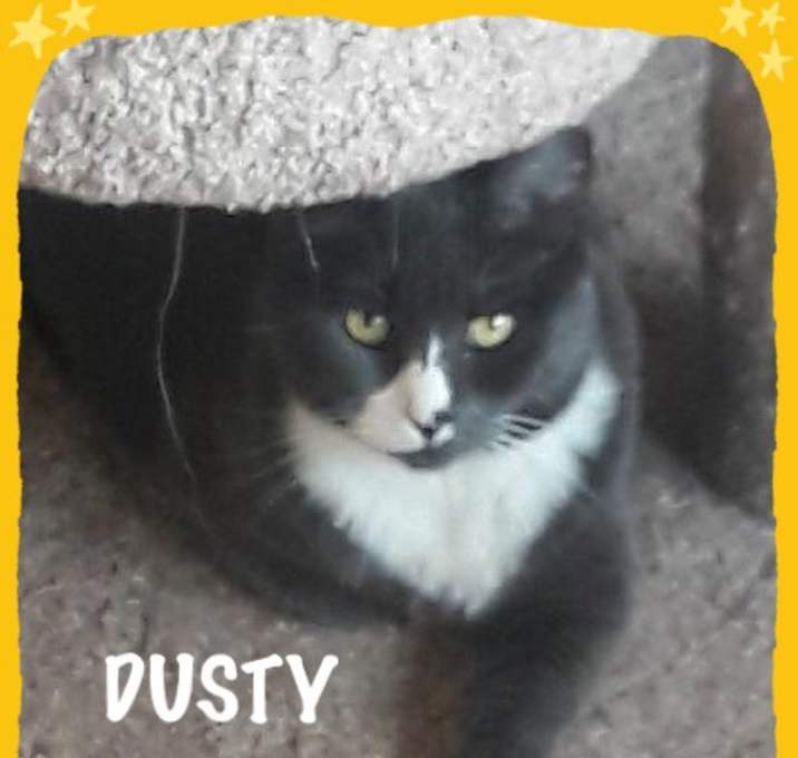 Photo of Dusty