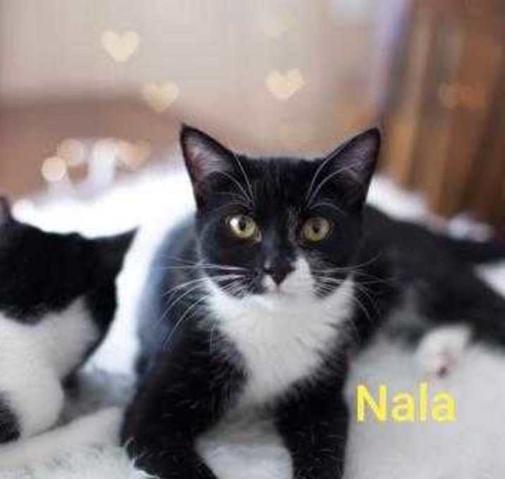 Photo of Nala