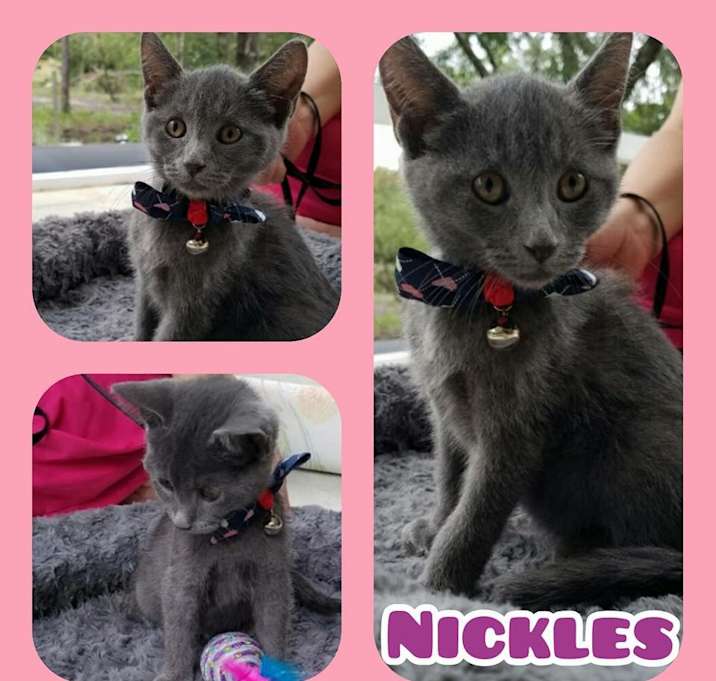 Photo of Nickles