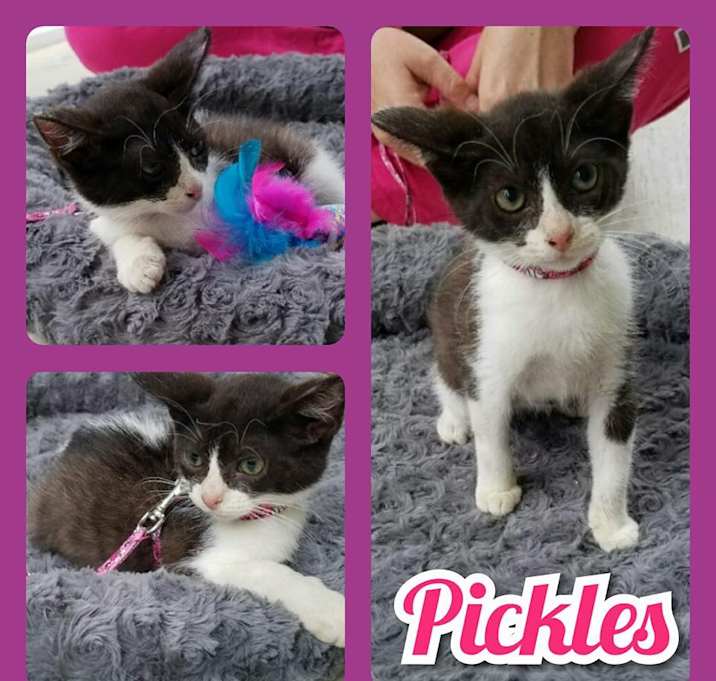 Photo of Pickles
