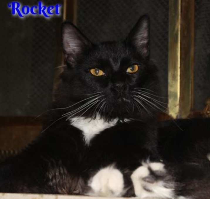 Photo of Rocket