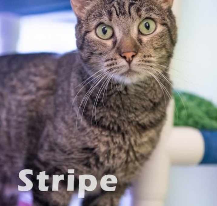 Photo of Stripe