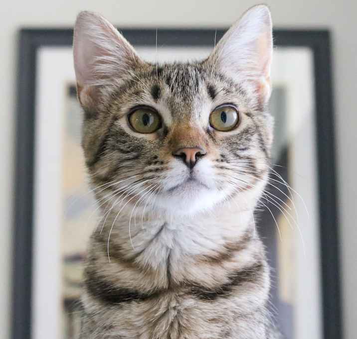 Photo of Nara (Sugar & Spice)