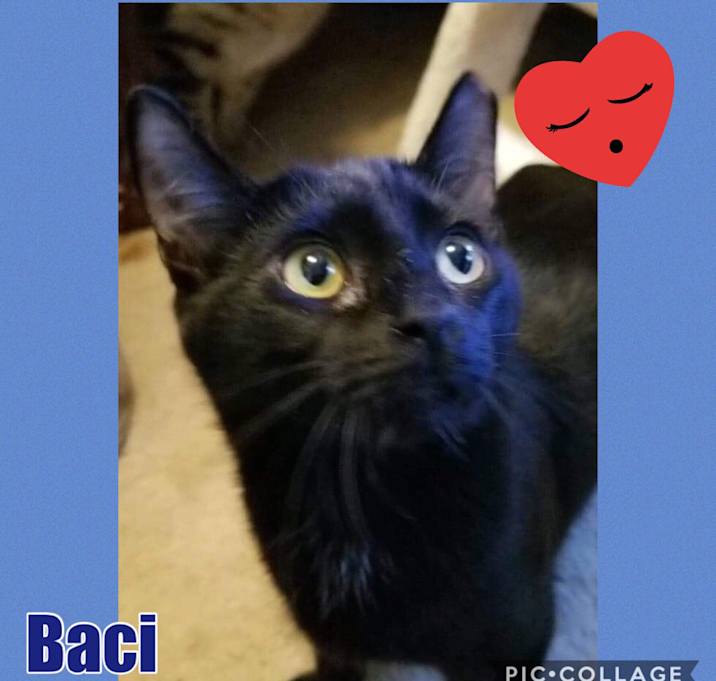 Photo of Baci
