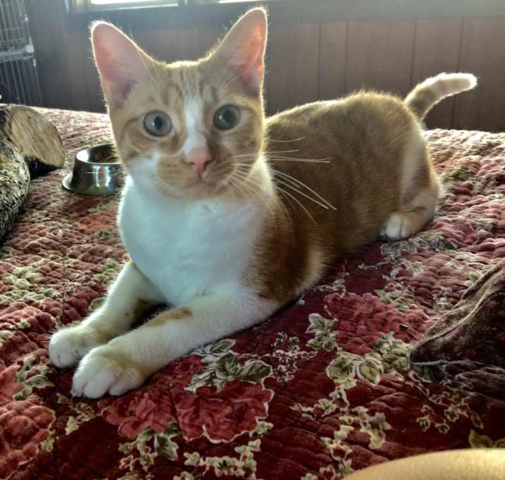 Photo of Butterscotch