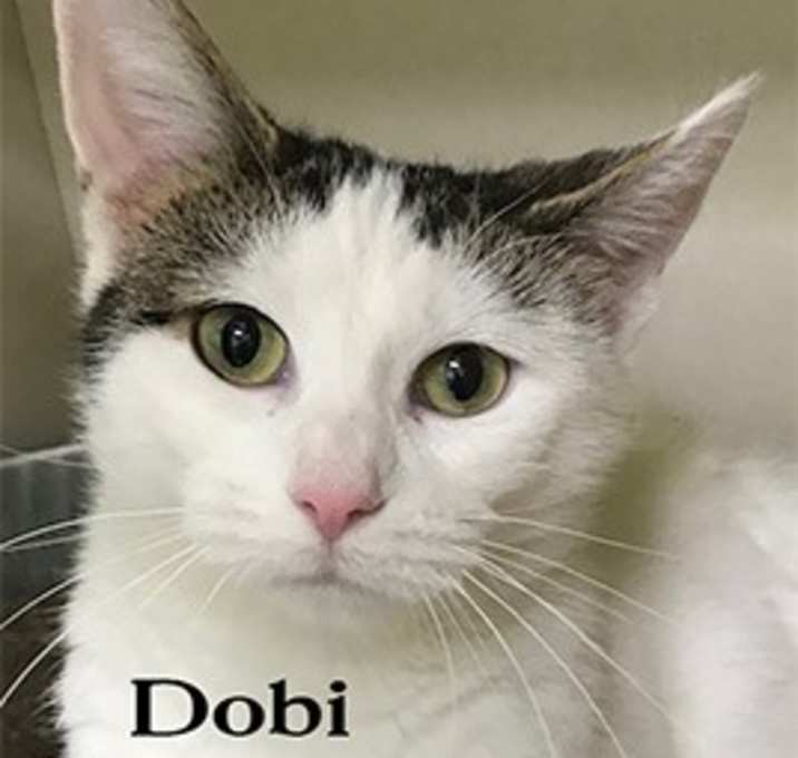 Photo of Dobi