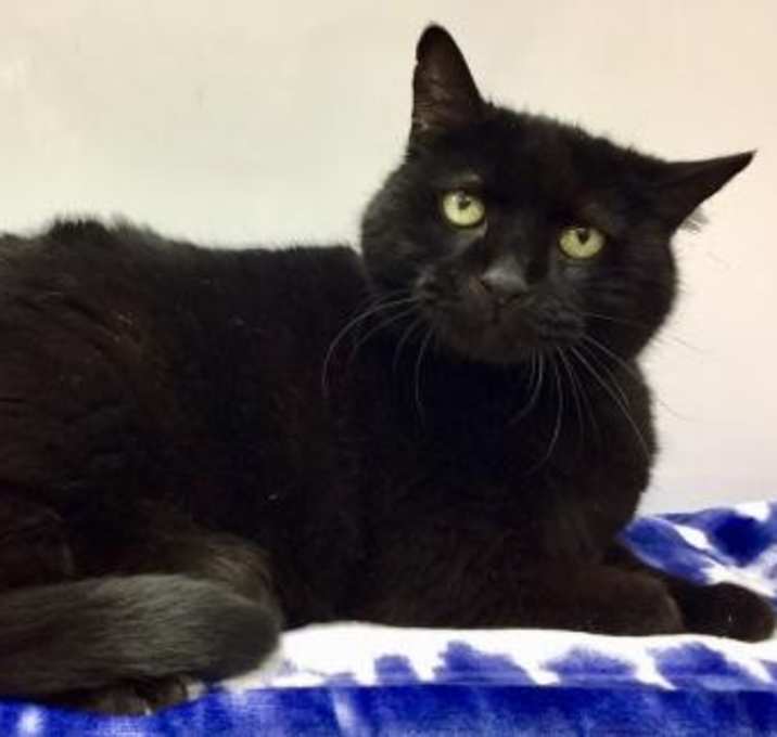 Photo of 1810-1738 Misty (Off Site Foster)