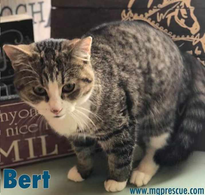 Photo of Bert