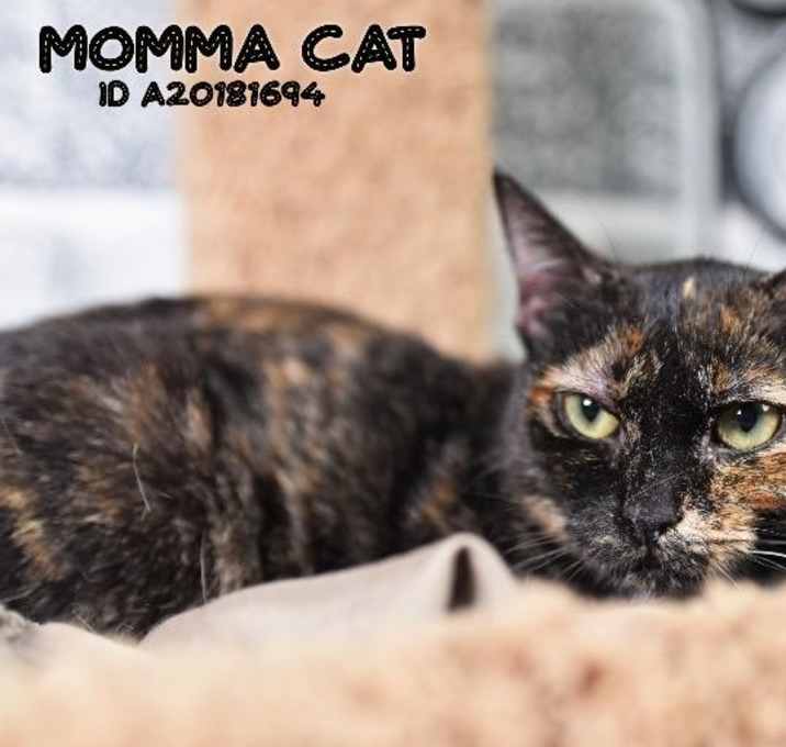 Photo of Mama Cat