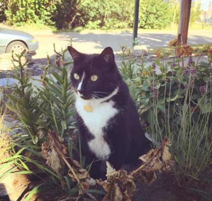 Photo of Grasshopper