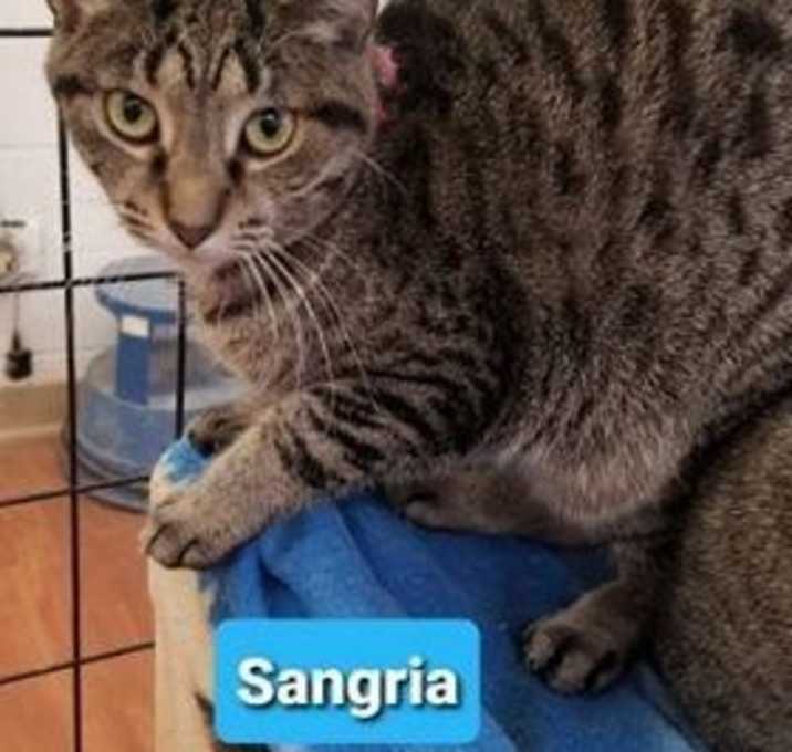 Photo of Sangria