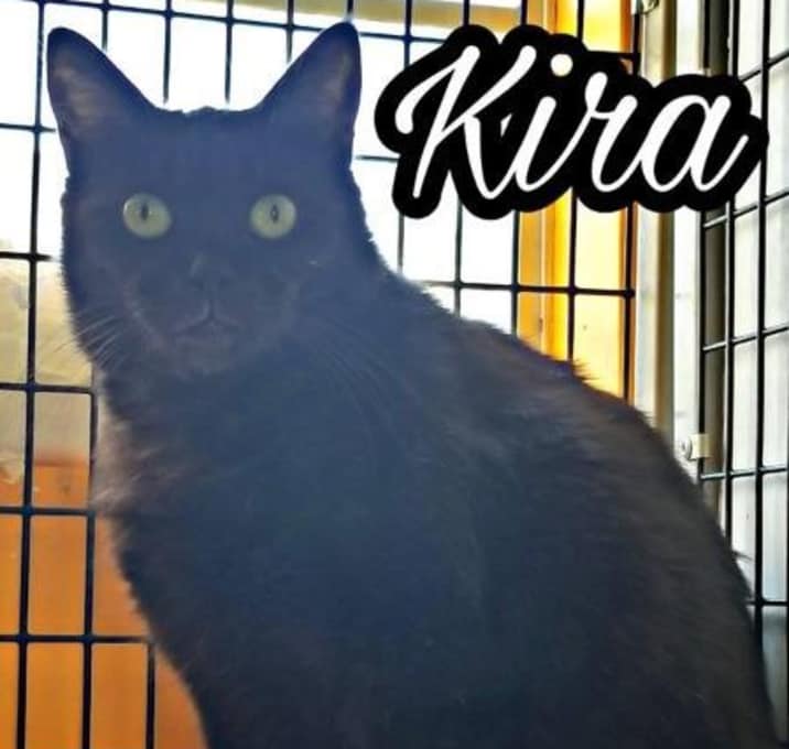 Photo of Kira aka Cat 5