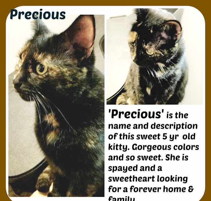 Photo of PRECIOUS