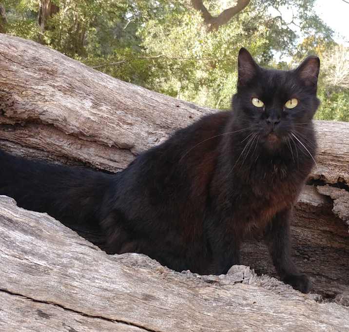 Photo of SugarBaby Sweet