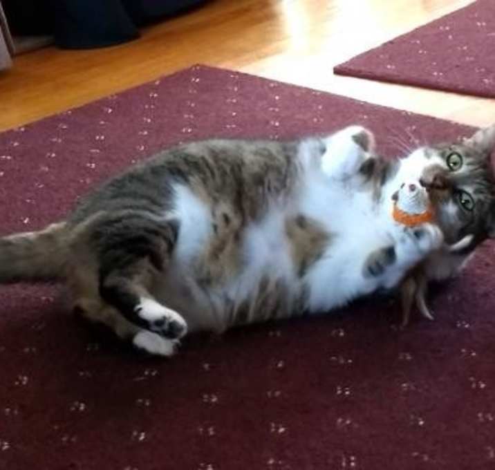 Photo of Vienna (FCID# 03/16/2018 - 105 Jenkintown Foster)