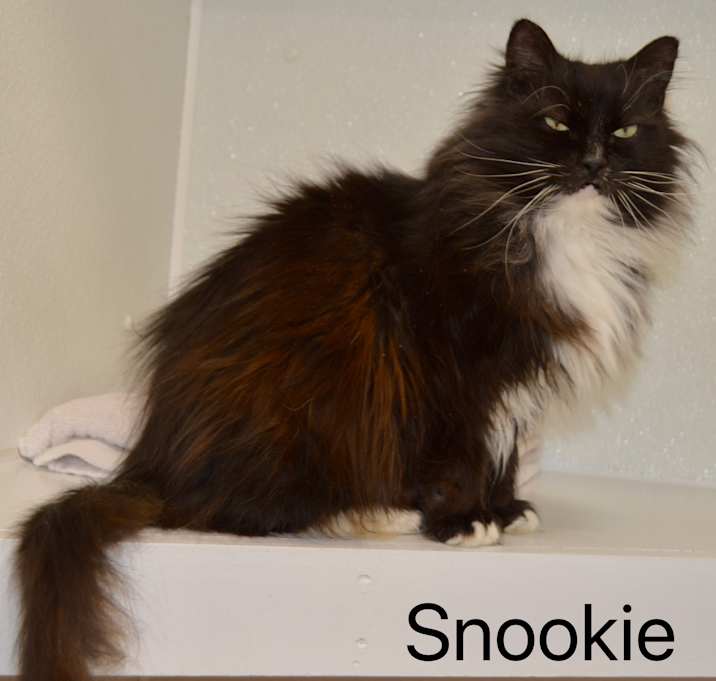 Photo of Snookie